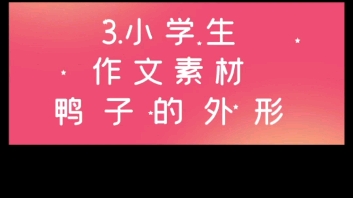 3.小学生作文素材积累——鸭子的外形哔哩哔哩bilibili