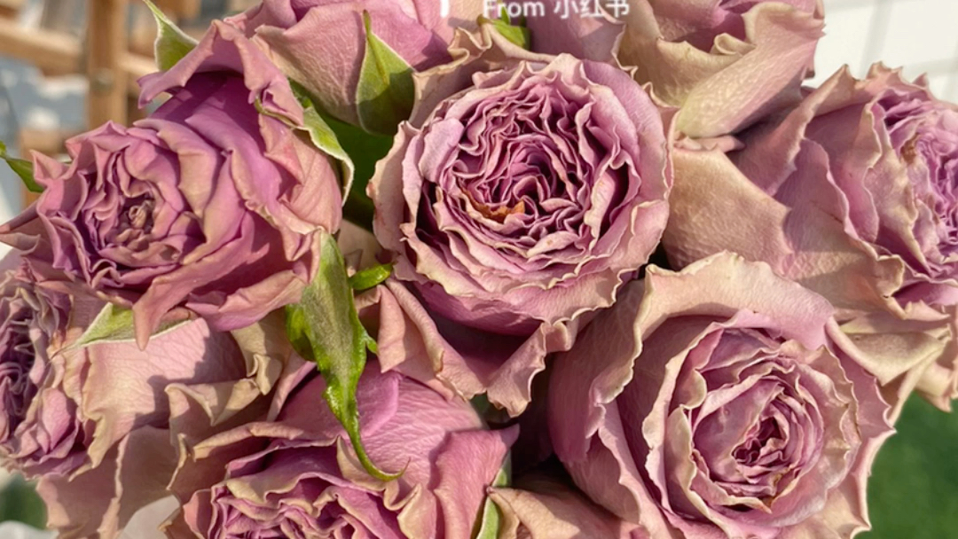 42号公路特洛伊复古紫色月季带着波浪边超美花朵不大但是很耐开