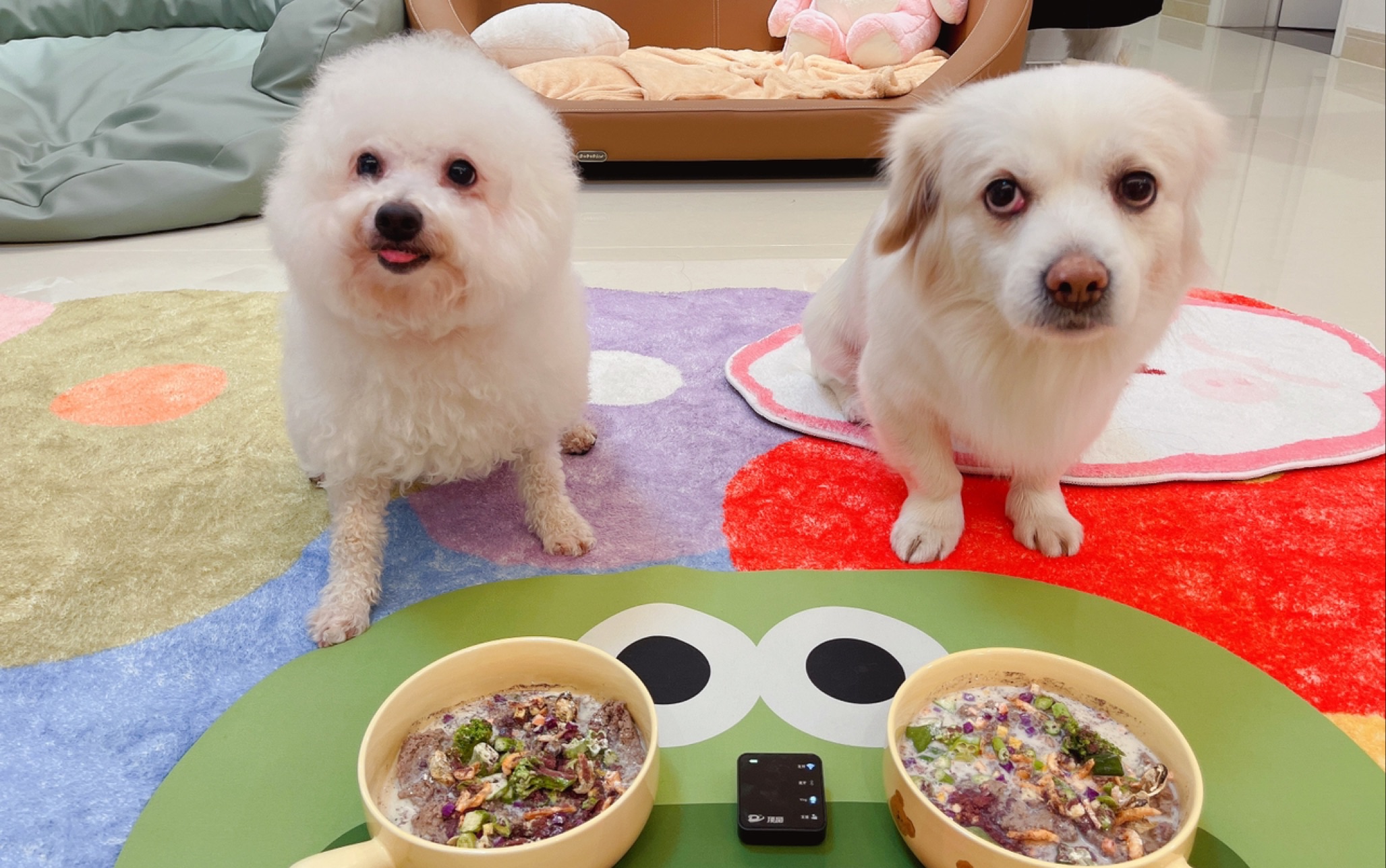 两只小狗今天吃什么?