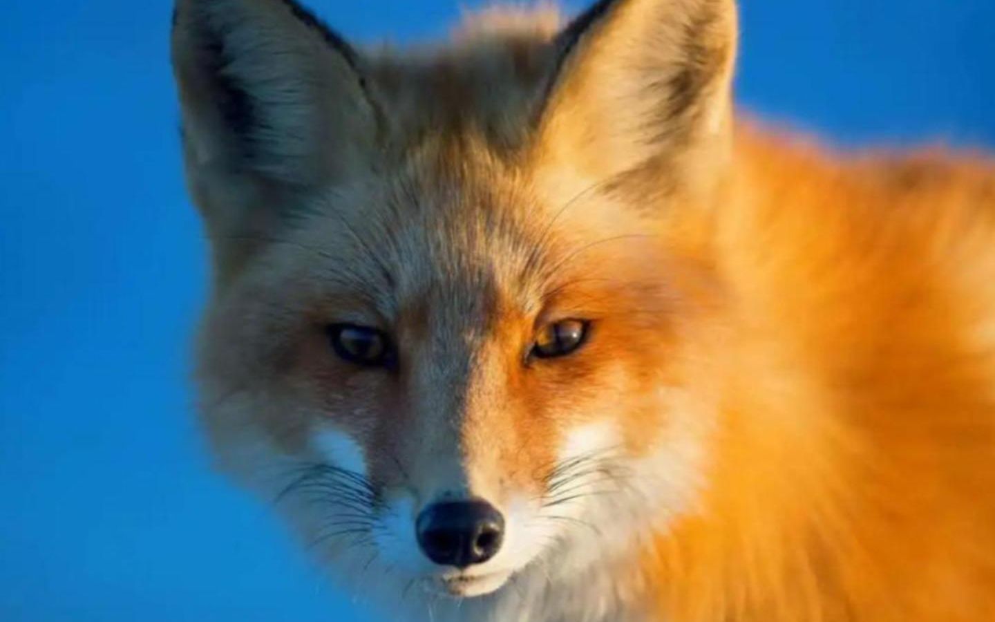 赤狐笑起来有多妖媚?难怪纣王扛不住!