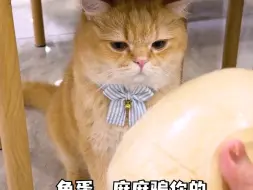 Tải video: 看到结尾，我才恍然大悟我家猫为什么这样…