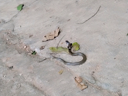 今天院子来了条眼镜蛇幼崽,还好黑狗勇猛,给它来了一口