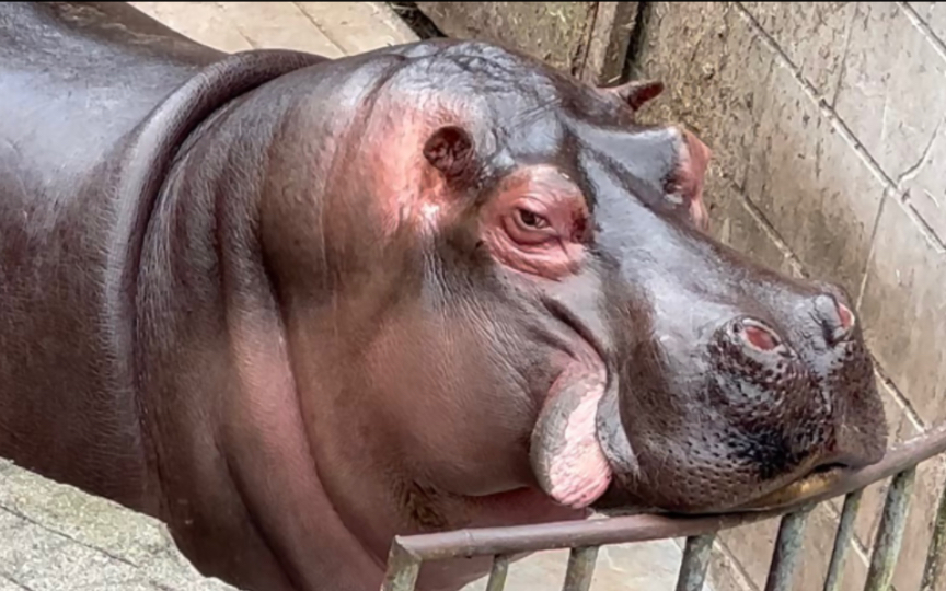 今后谁再说河马是"造粪机器",我第一个不服!(人家明明是净水器嘛,哈哈