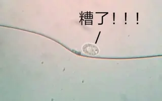 微生物世界 哔哩哔哩 Bilibili