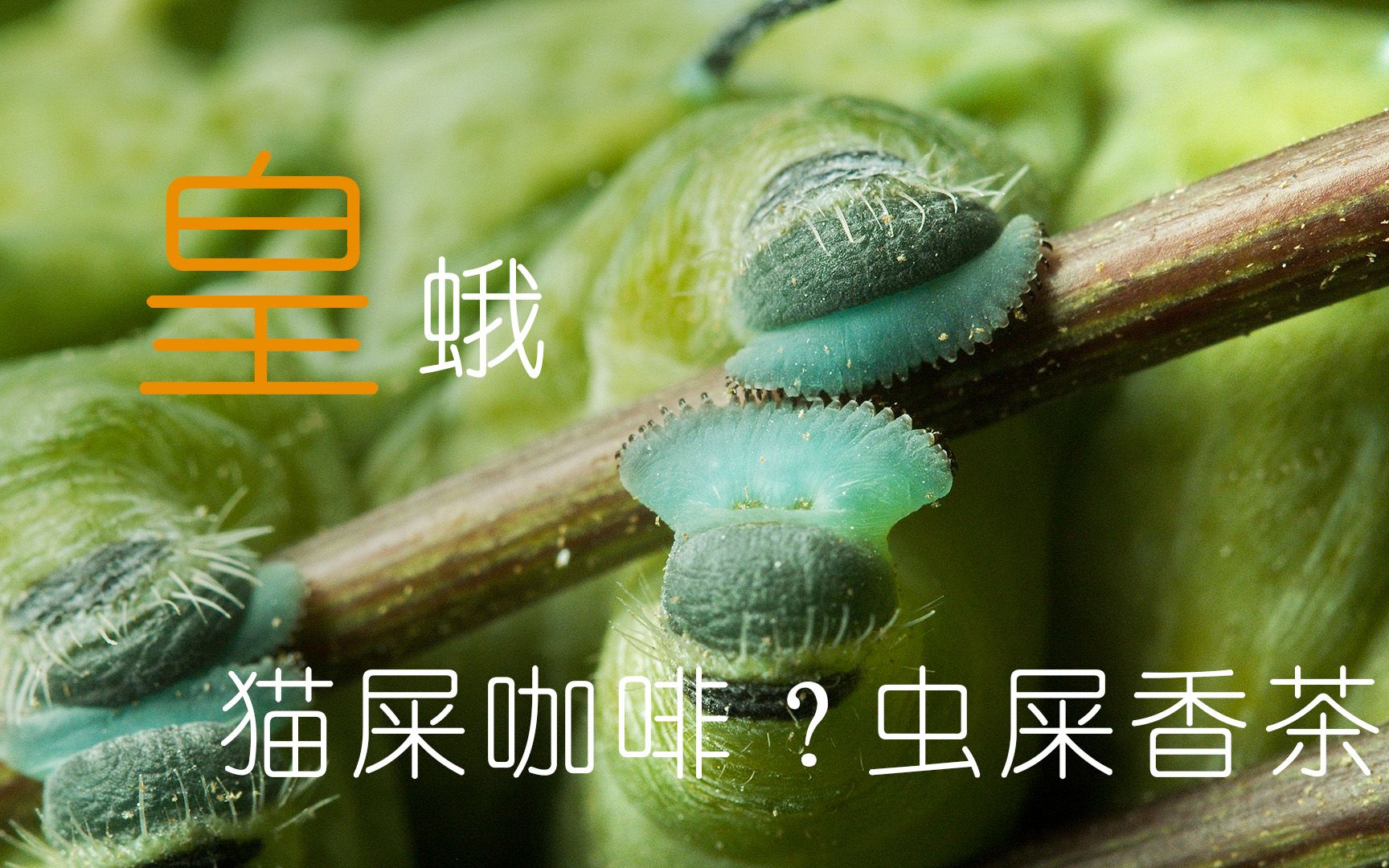 皇蛾虫屎香茶你敢试?世界上最大的蛾类哔哩哔哩bilibili