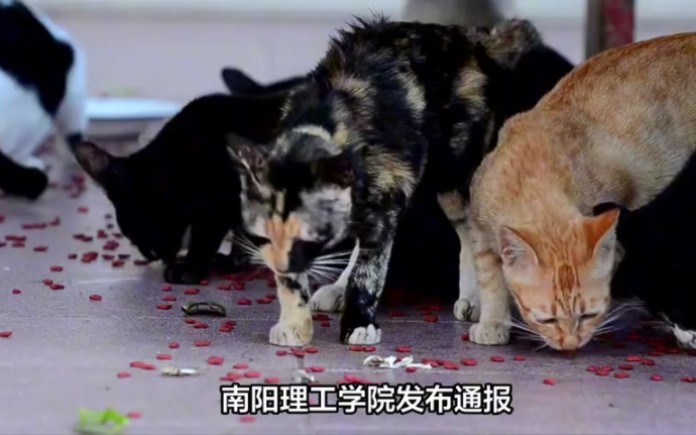 解决了:南阳理工虐猫学生被开除学籍哔哩哔哩bilibili