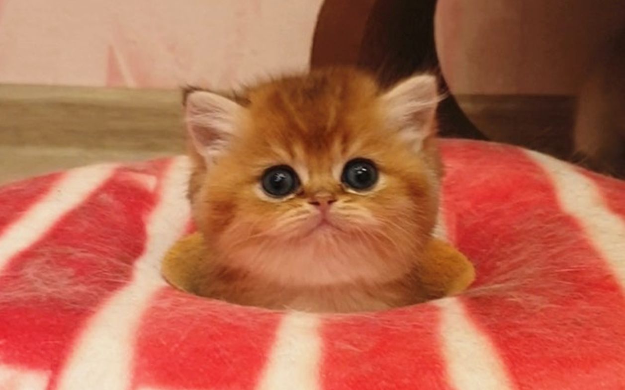 猫的gozaerr的微博_微博