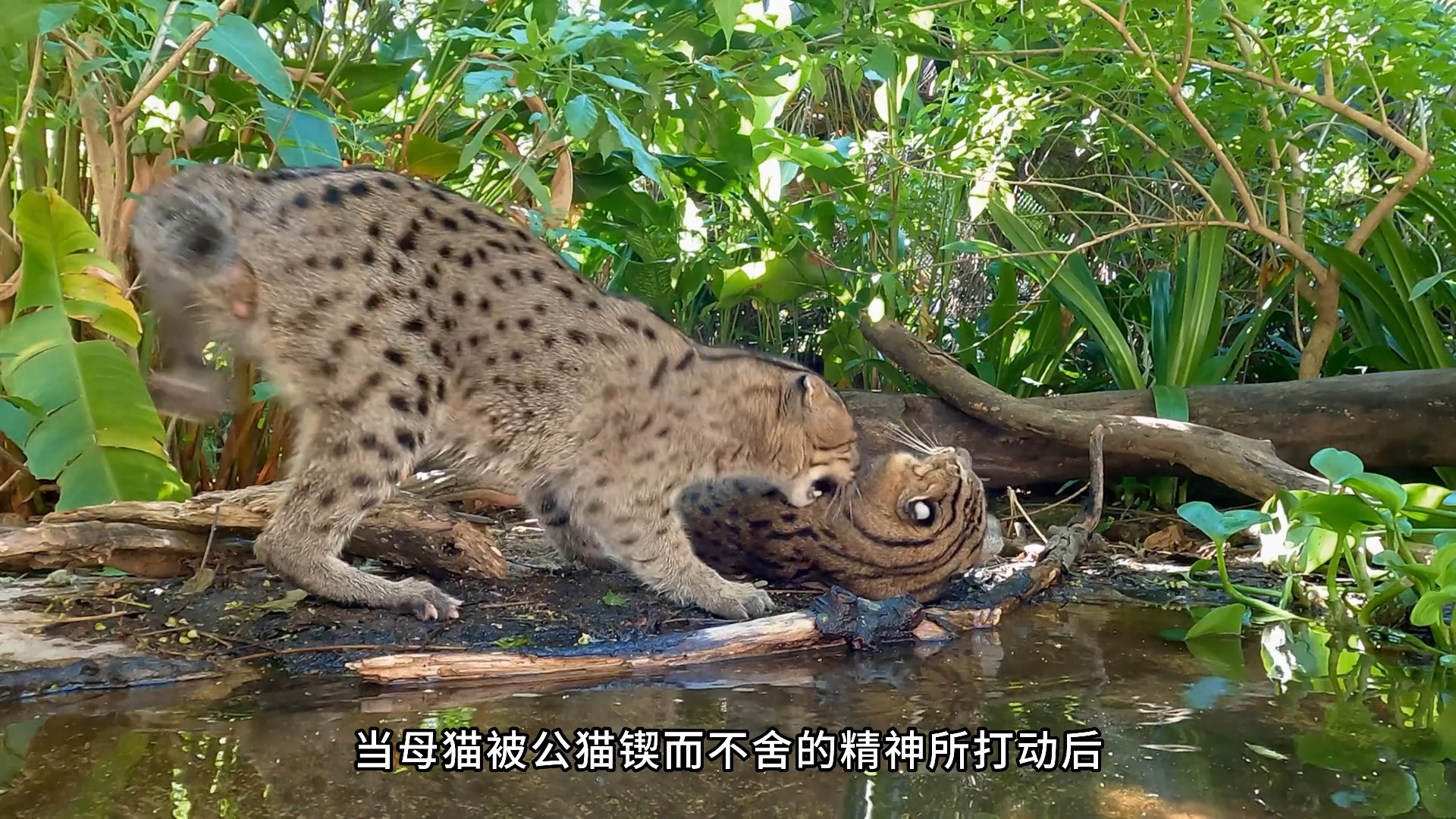 濒危猫科,捕鱼高手——渔猫