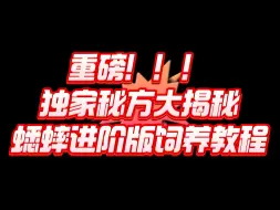 独家秘方！蟋蟀饲料进阶版饲养教程~