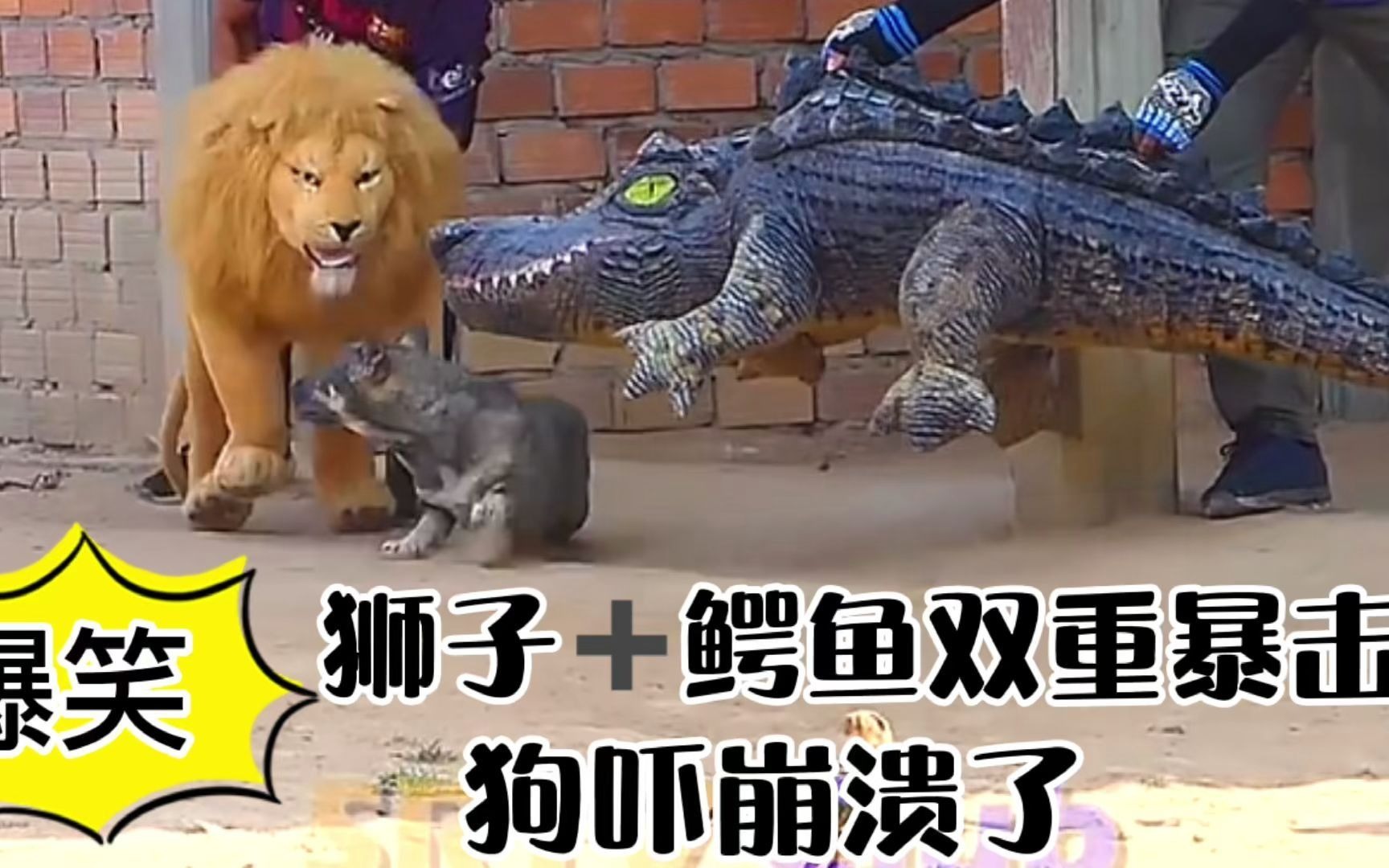 爆笑假老虎狮子吓狗,狮子 鳄鱼双重暴击!恶搞恶作剧搞笑视频d12