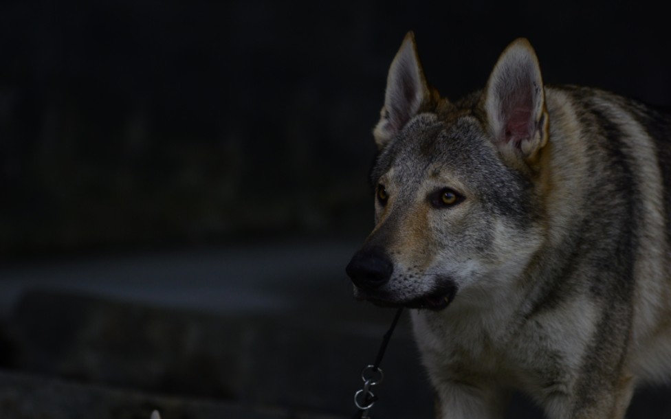 【捷克狼犬】等一个机会—锁喉的机会!