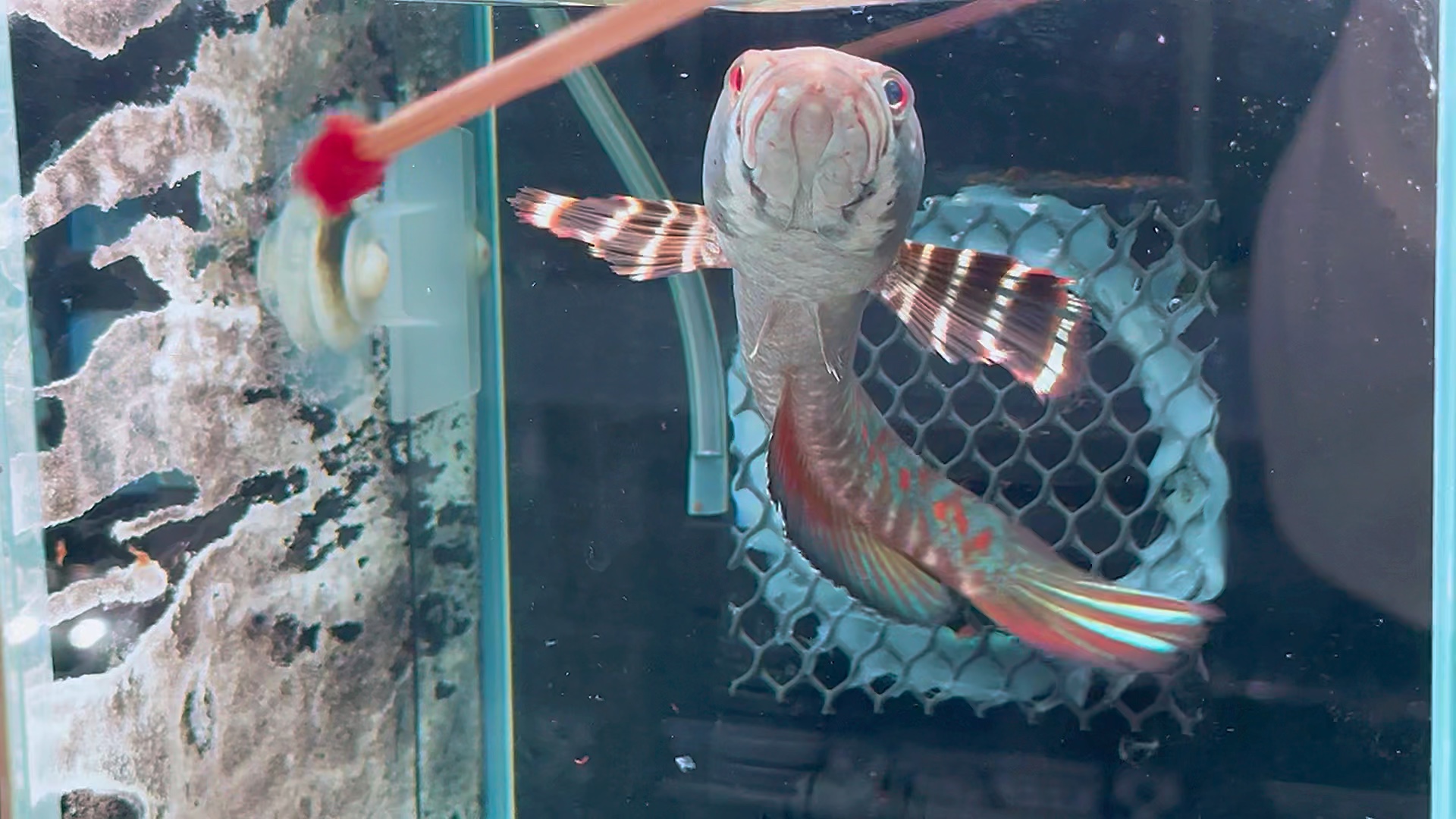 大尺寸幻红雷龙,1xx起双包,选鱼看主页.#雷龙鱼 #幻彩红宝石雷龙鱼.