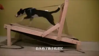 老外作死将蜥蜴放上跑步机，下一秒憋住不要笑，画面真是太魔性了