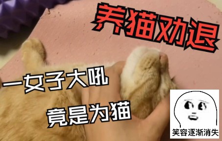 [图]养猫劝退指南之不要以为橘猫就很温柔