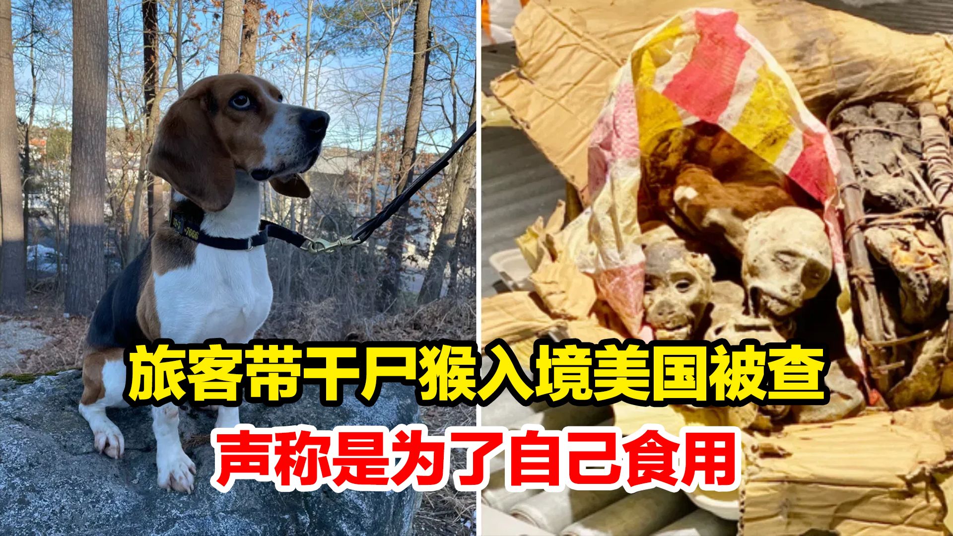 旅客携带4只干尸猴入境美国被查,声称是为了自己食用哔哩哔哩bilibili