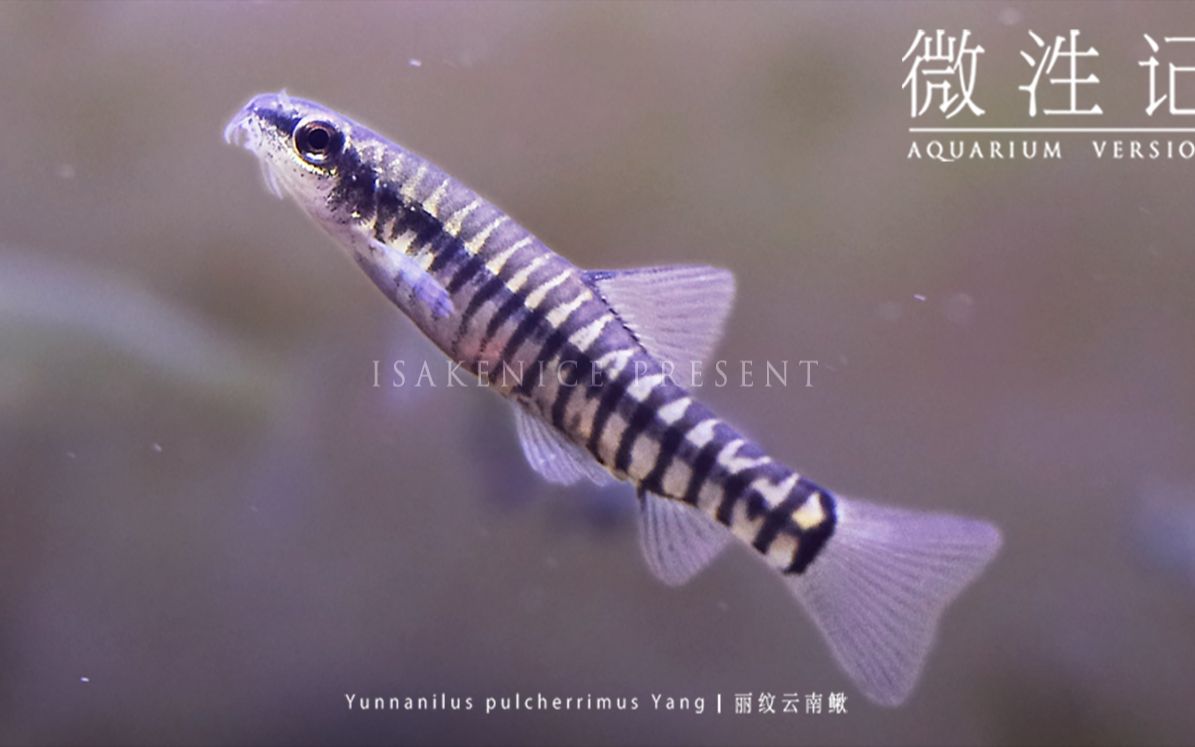 活动作品微泩记58嬉闹精灵丽纹云南鳅