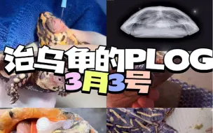 Download Video: 治乌龟的plog三月3号