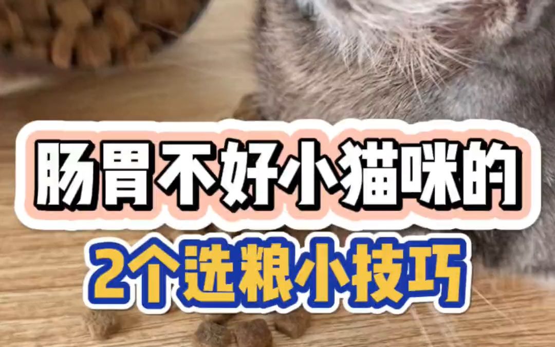 肠胃不好的小猫咪应该怎么选猫粮?科学养宠攻略星宴猫粮哔哩哔哩bilibili