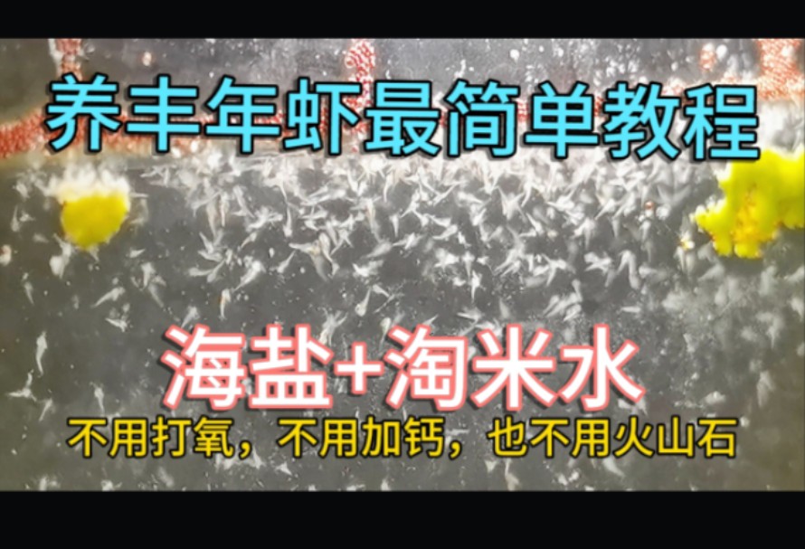 养大丰年虾最简单方法,海盐加淘米水,不打氧不加钙轻松养大繁殖哔哩哔哩bilibili