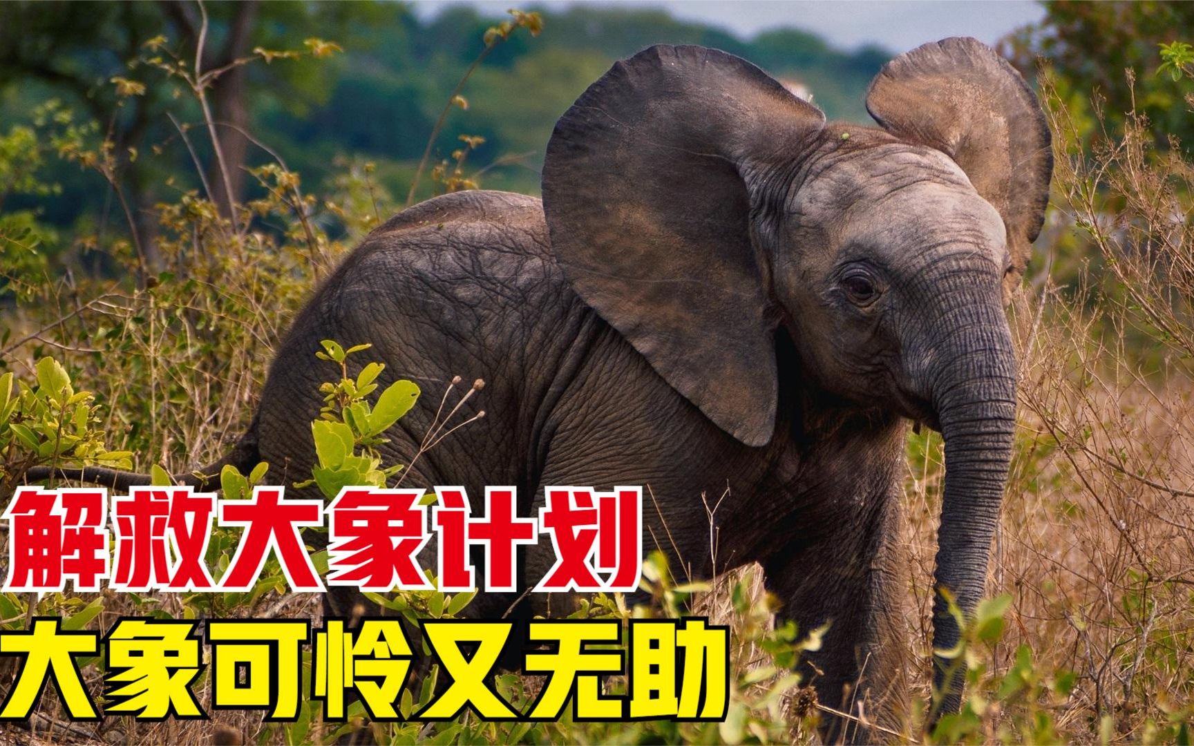 动物保护者解救大象全过程,救援人员看到倒吸一口冷气,看见就疼