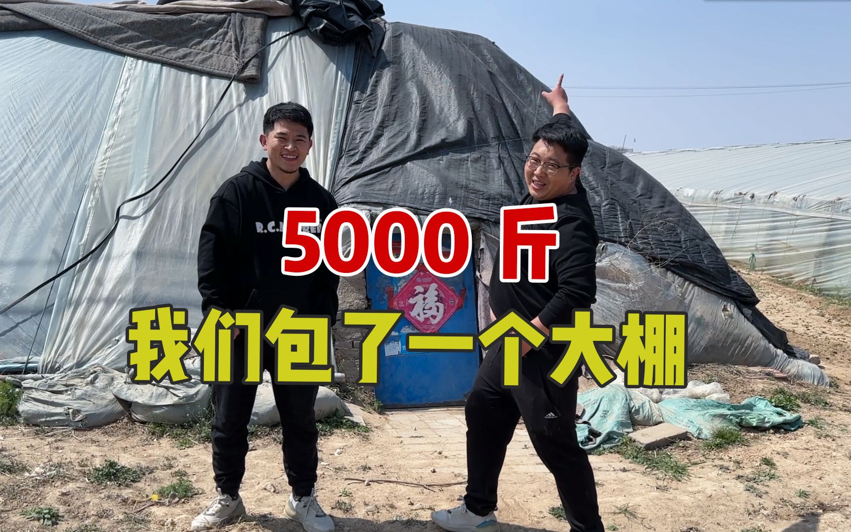 买卖做大了!兄弟俩直接包下5000斤羊角蜜大棚,能卖完吗?哔哩哔哩bilibili