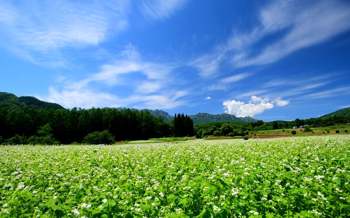 [图]【超清日本】第一视角 新绿的大望峠到夏天荞麦花盛开的户隐高原 (4K测试视频) 2020.6