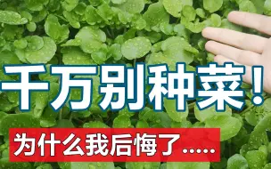 下载视频: 千万别种菜！为什么我后悔了☹️...