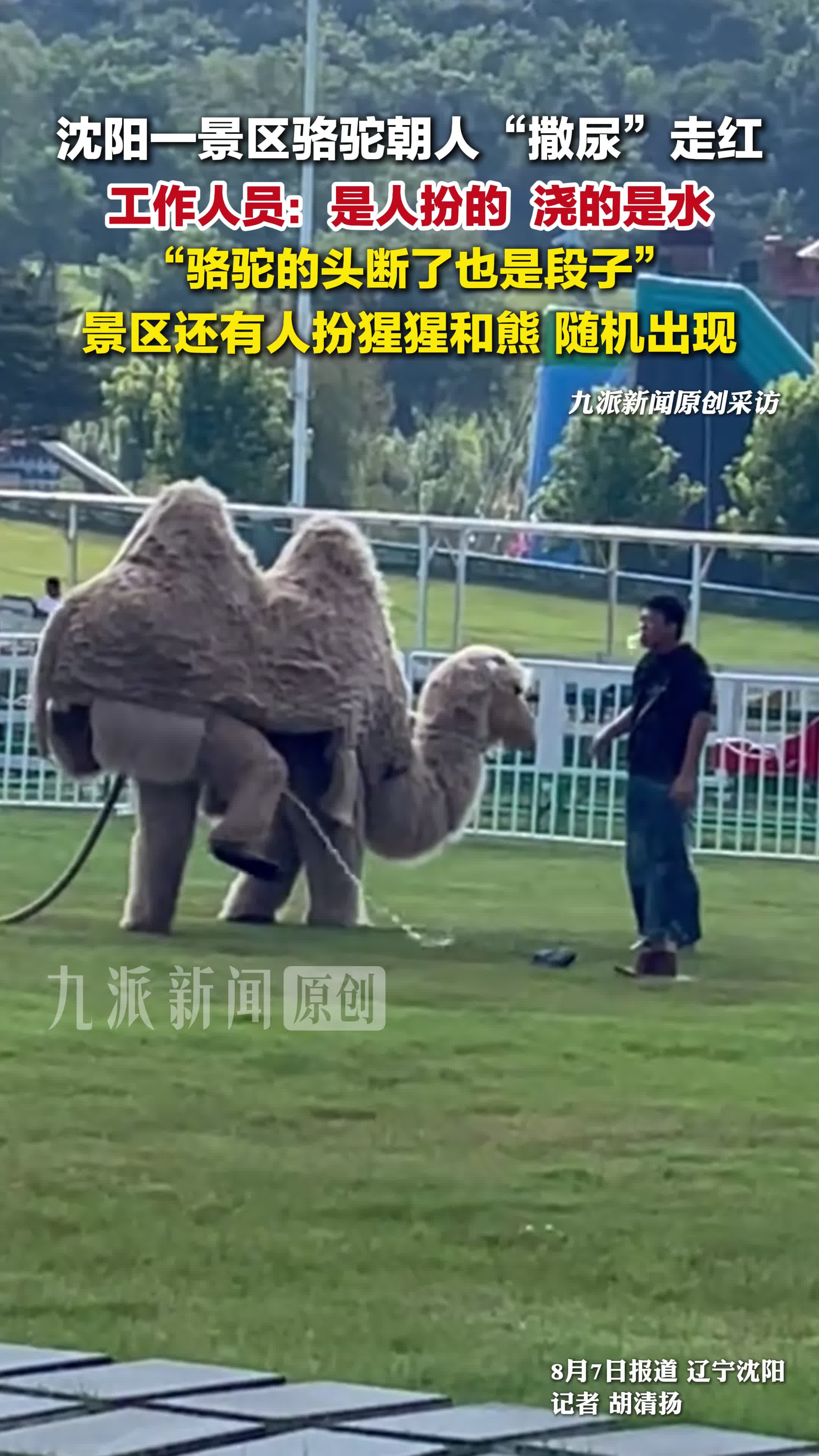 景区回应骆驼朝人“撒尿”走红：是人扮的 ，浇的是水