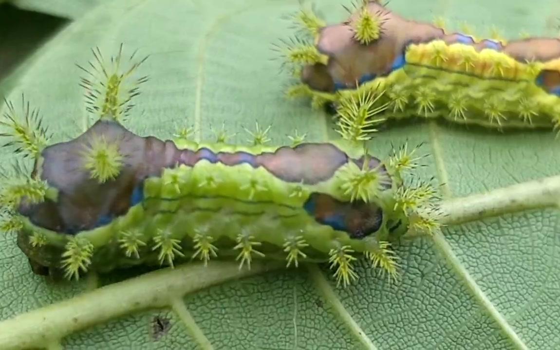 狼拉子跟洋辣子总有一个让你吃不到好果子