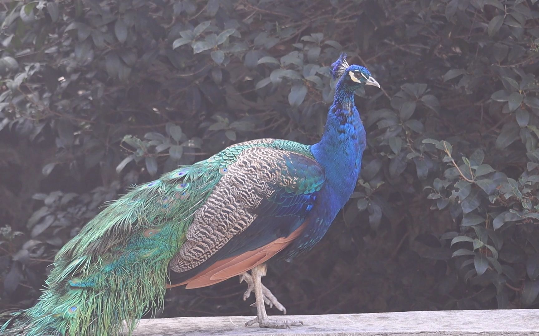 活动作品合肥市野生动物园孔雀