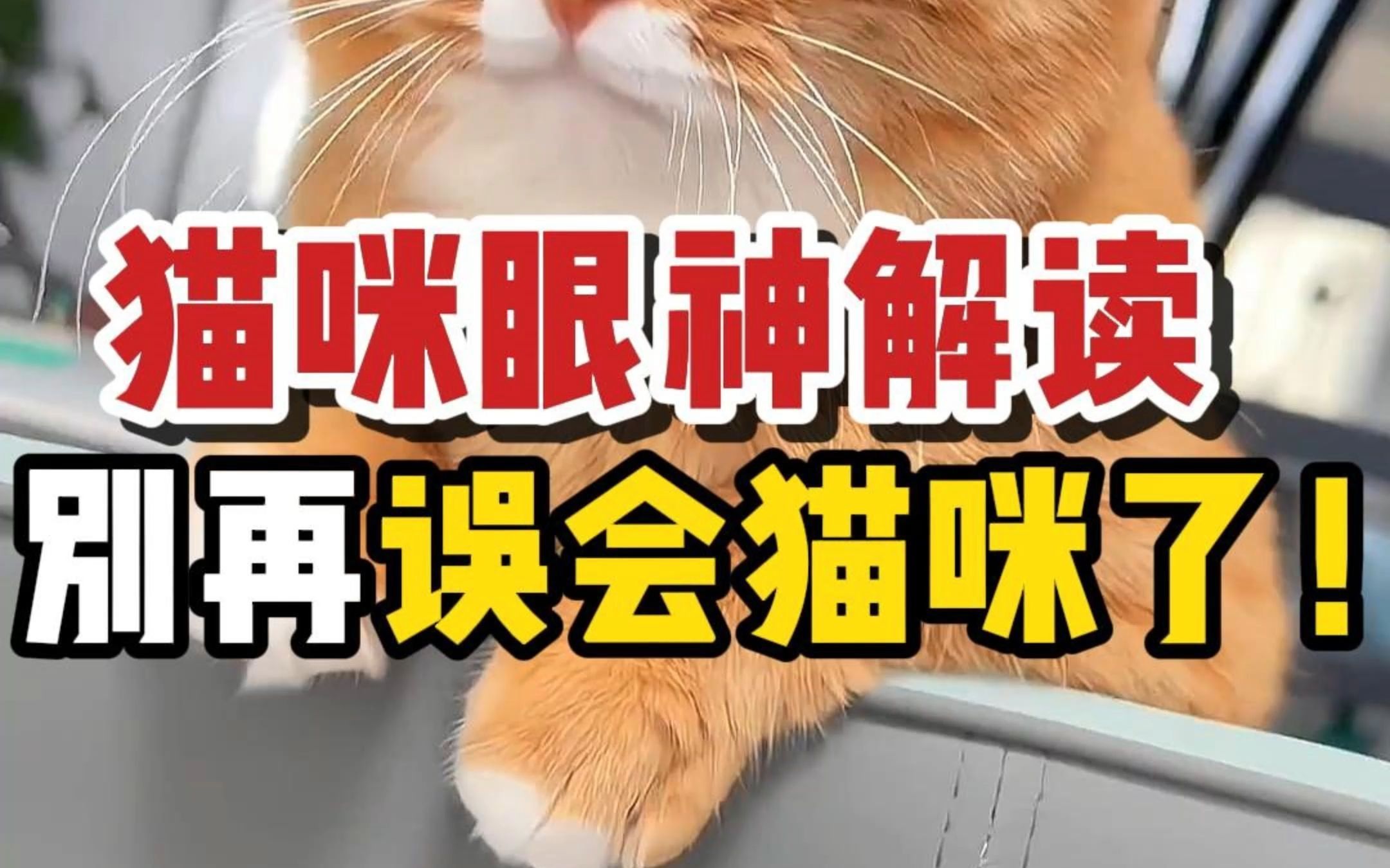 猫咪不同眼神的含义,秒懂猫咪心思!哔哩哔哩bilibili