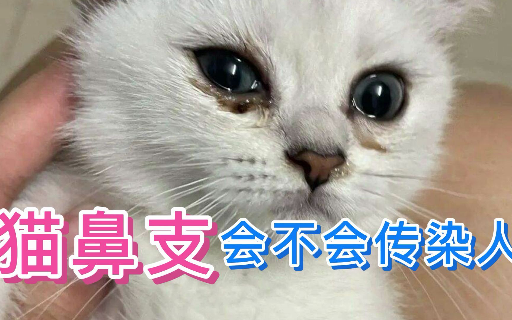 猫鼻支会不会传染人哔哩哔哩bilibili