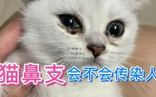 Download Video: 猫鼻支会不会传染人