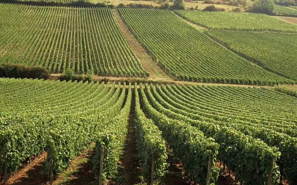 经典高考题顺坡垄种植葡萄