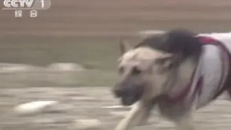 Csgo茄子 早期孙悟空挑逗哮天犬 哔哩哔哩 Bilibili