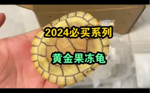 Скачать видео: 2024年必买系列：黄金果冻龟！颜值超高，价格合理！互动性高