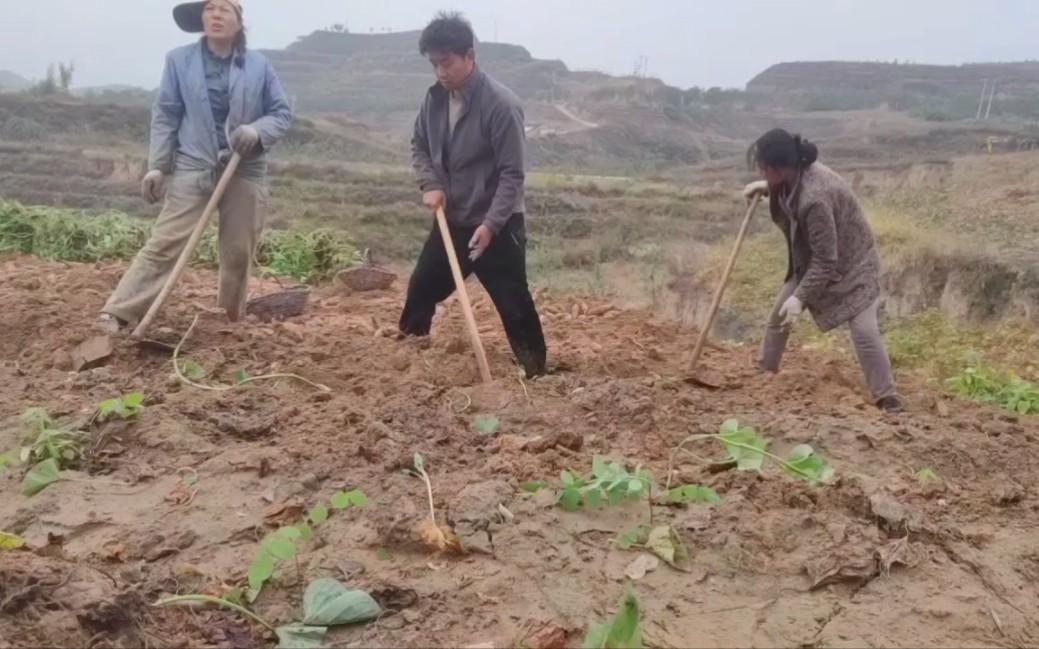 陕北大山人家,山地红皮黄瓤红薯喜丰收哔哩哔哩bilibili