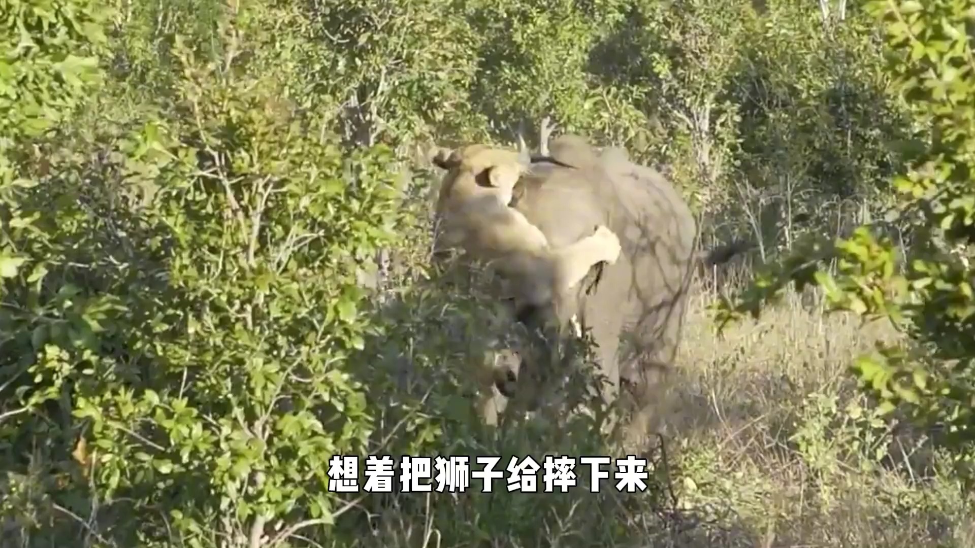 狮子大象龙机游戏机图片