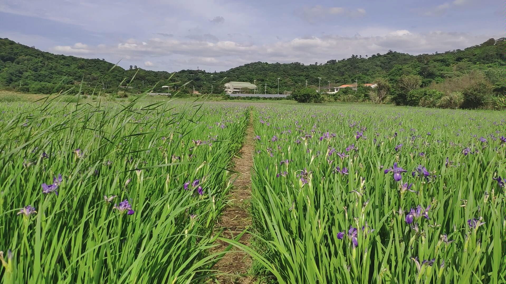 和鸢尾花一起做广播体操