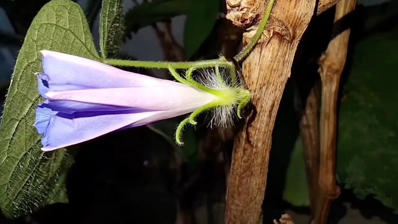 [图]牵牛花开延时摄影