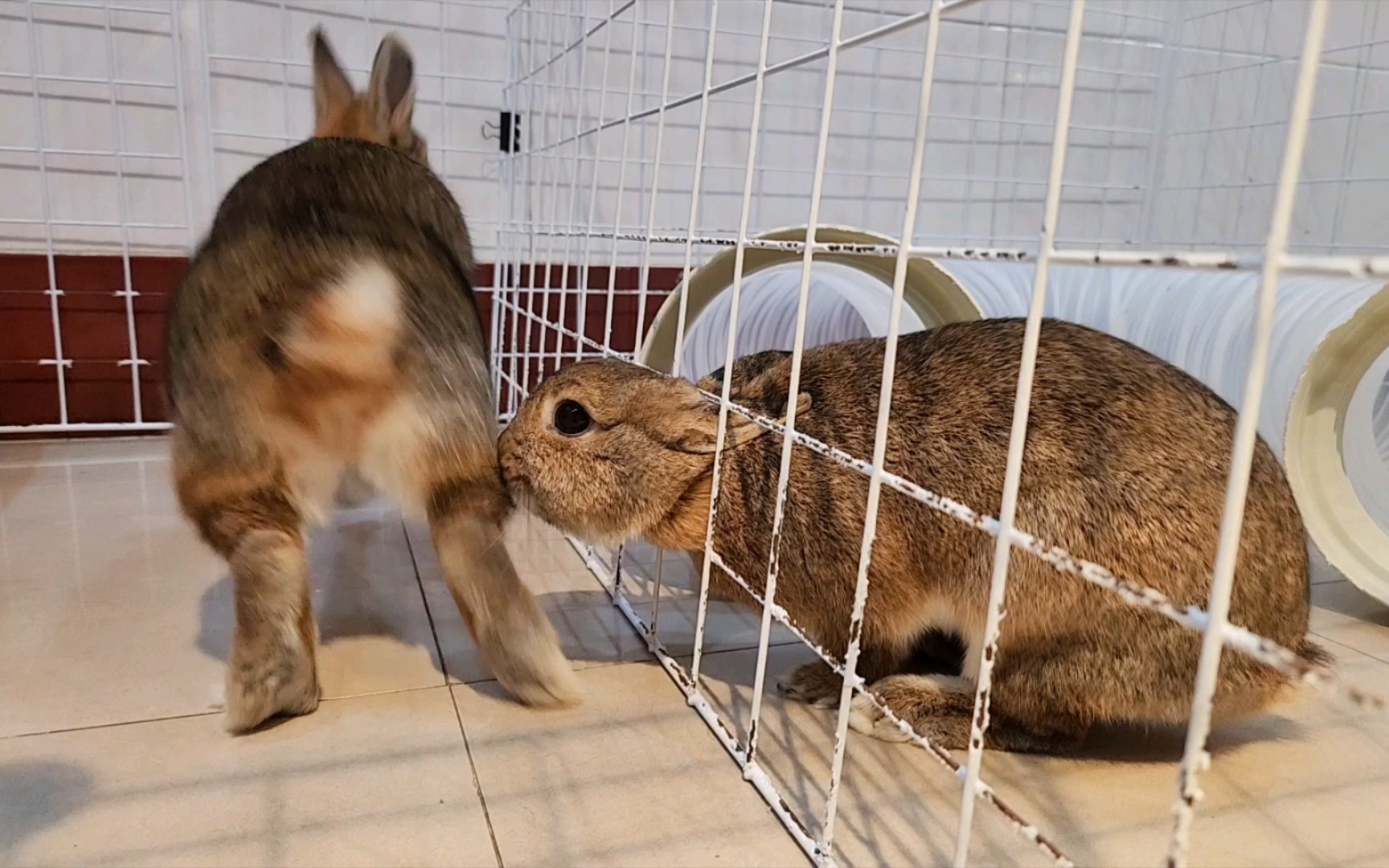 【侏儒兔】趴趴兔