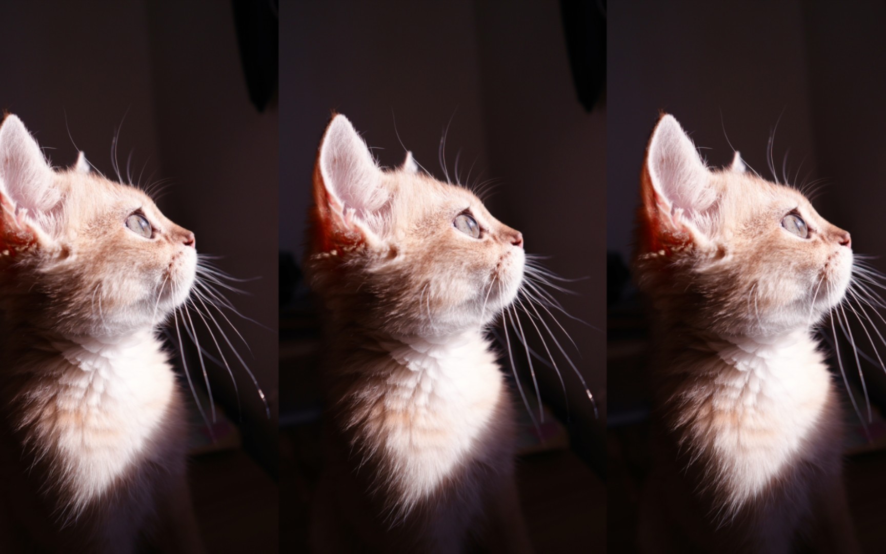 换了2个手机,不换的是壁纸门禁卡聊天背景图,永远都是这只b站的猫猫