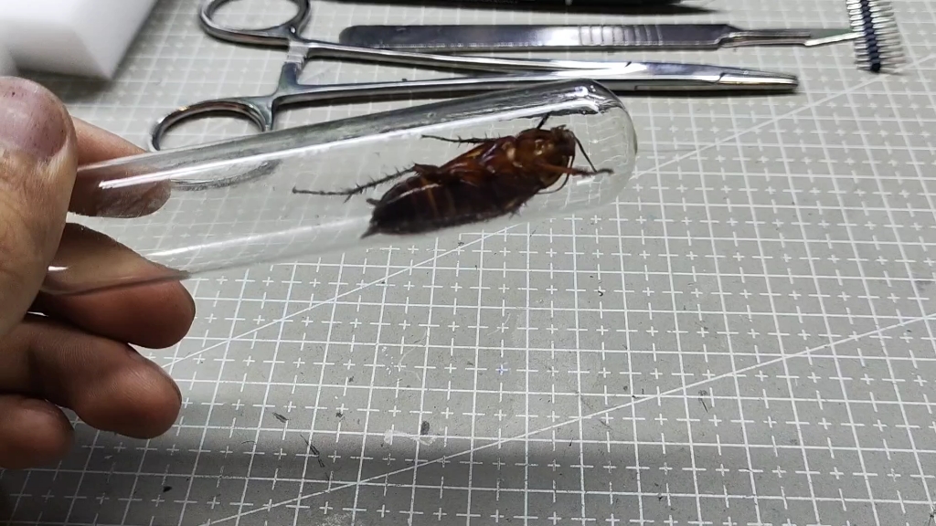 广东特产之玻封蟑螂09