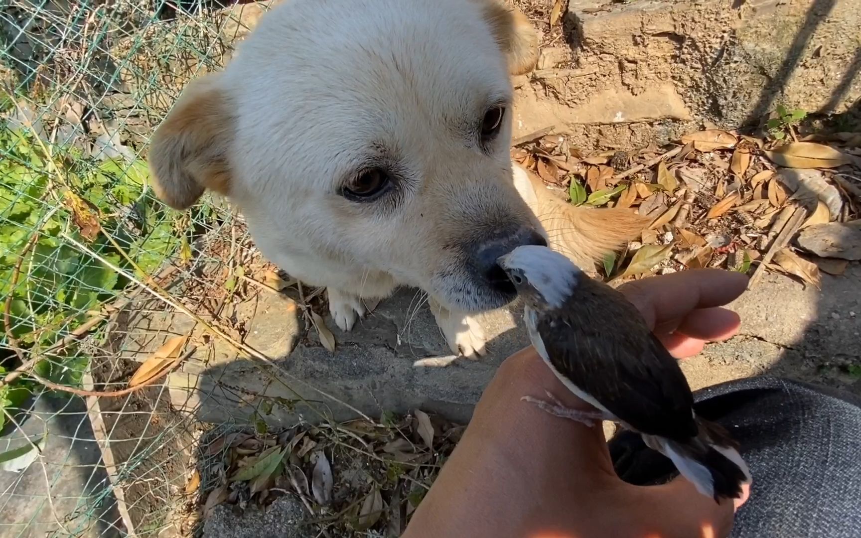 小鸟误飞狗窝旁,看看小狗的反应