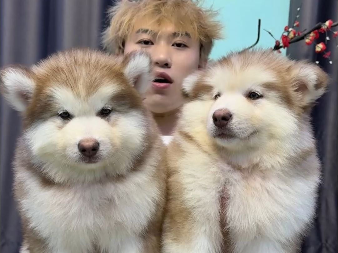 超级稀有的红桃阿拉斯加幼犬先到先得,选精品阿拉斯加幼犬认准正规