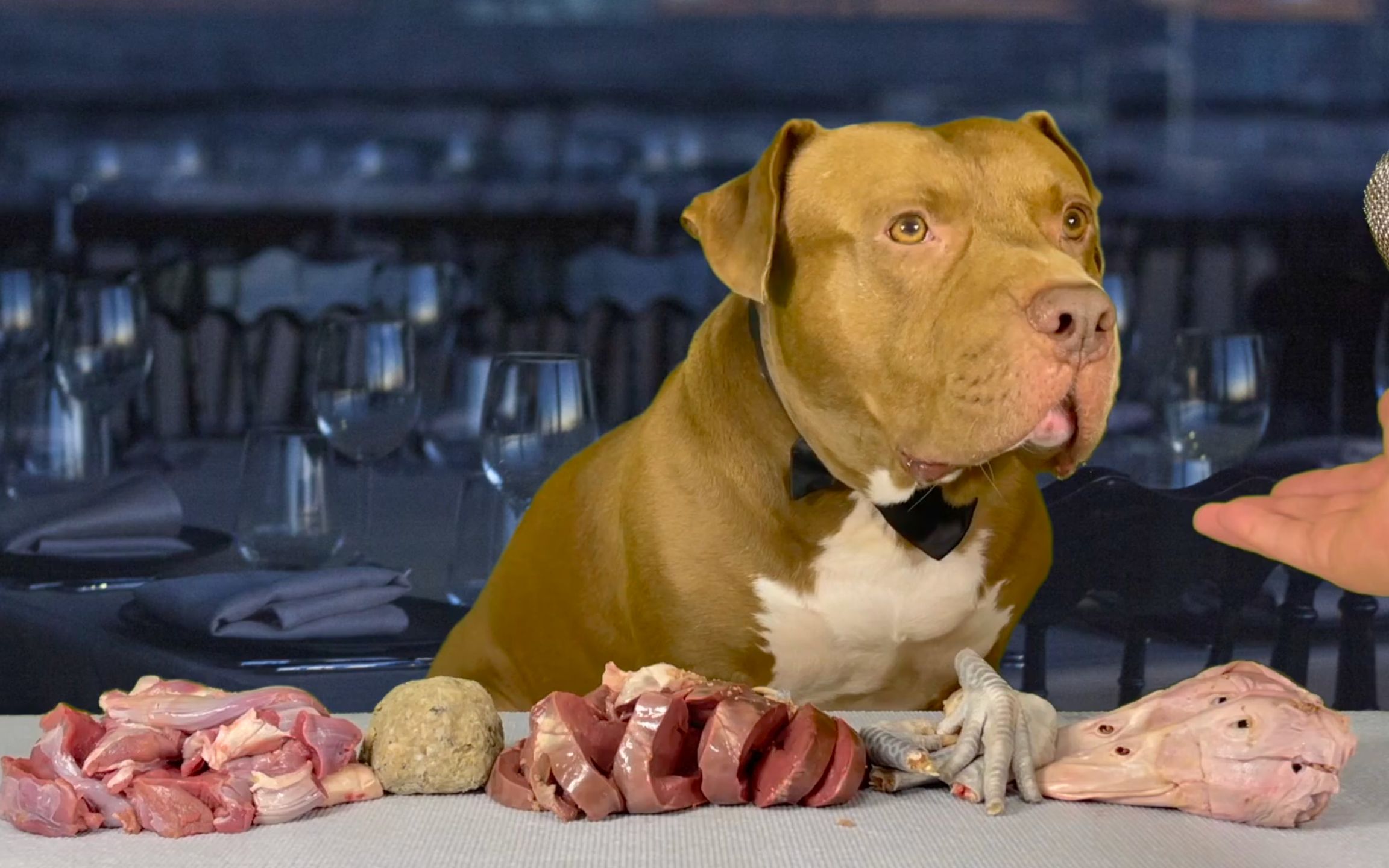 比特小狗吃大餐,看到一桌肉眼睛都亮了!【鹿肉/鸭头/鸡爪 咀嚼音】