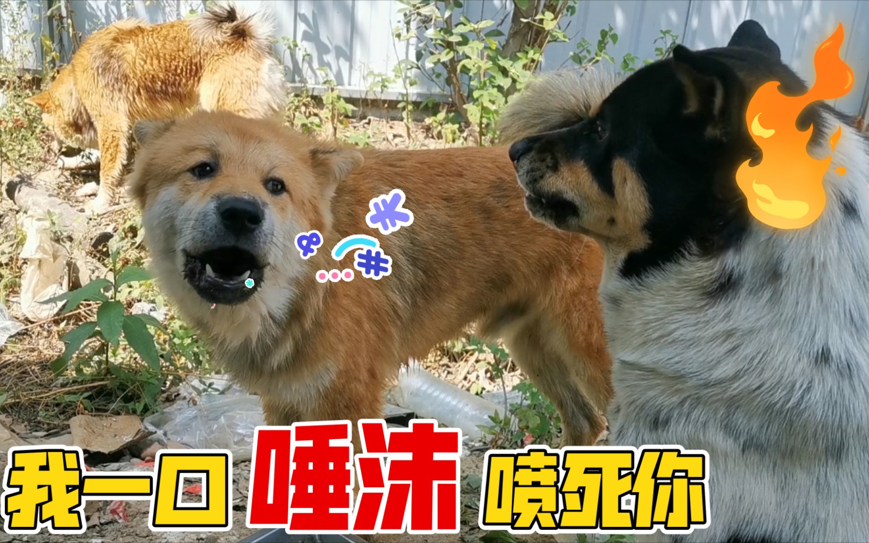 田园犬二毛嘴炮技能升级,唾沫横飞,铁头被喷一脸口水!