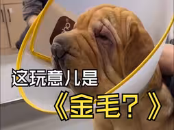 你管这玩意儿叫：金毛？