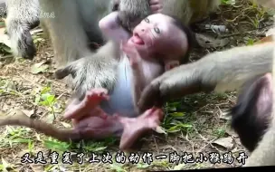 Скачать видео: 猴妈强行给小猴子断奶，三番五次遭到虐打，太粗暴野蛮了