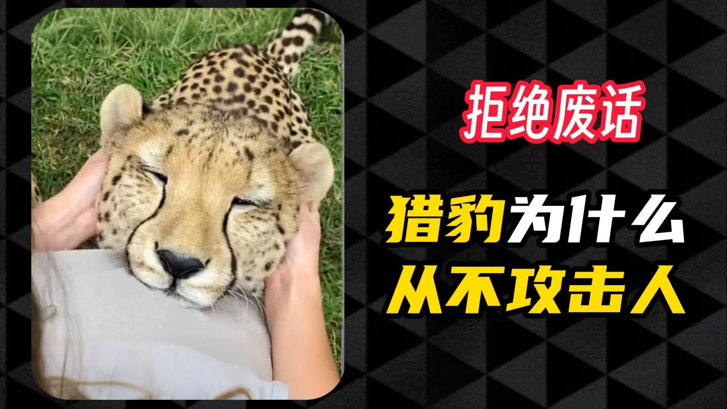 猎豹真的从不攻击人吗？